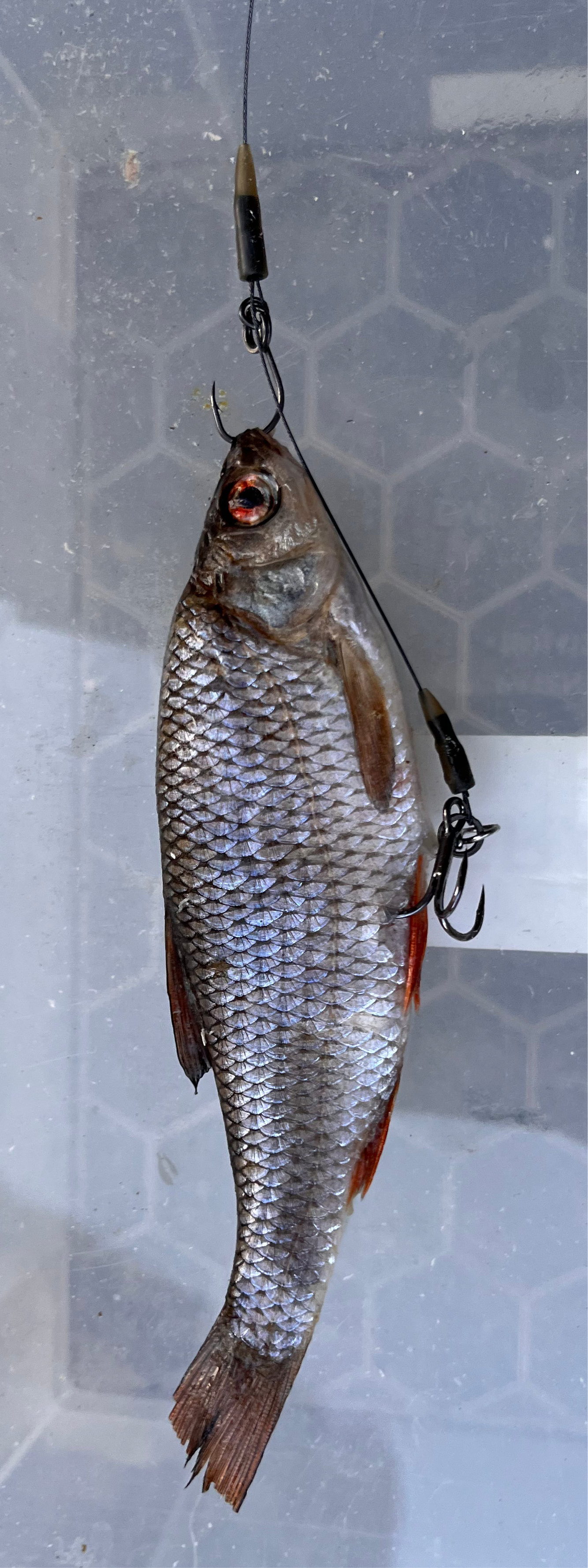 Sink and draw deadbait trace