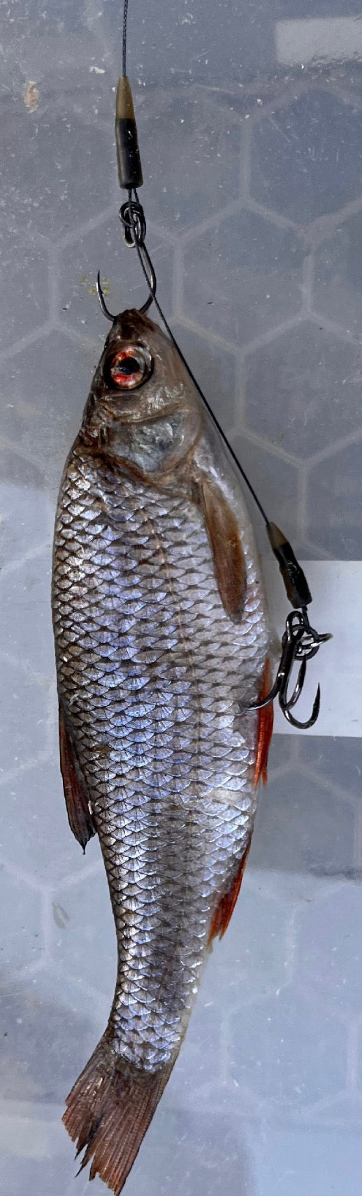 Sink and draw deadbait trace