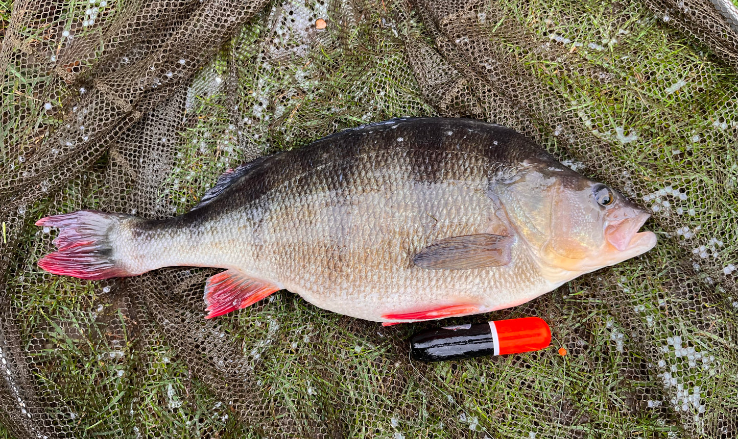 Perch Titanium wire live bait trace x 3