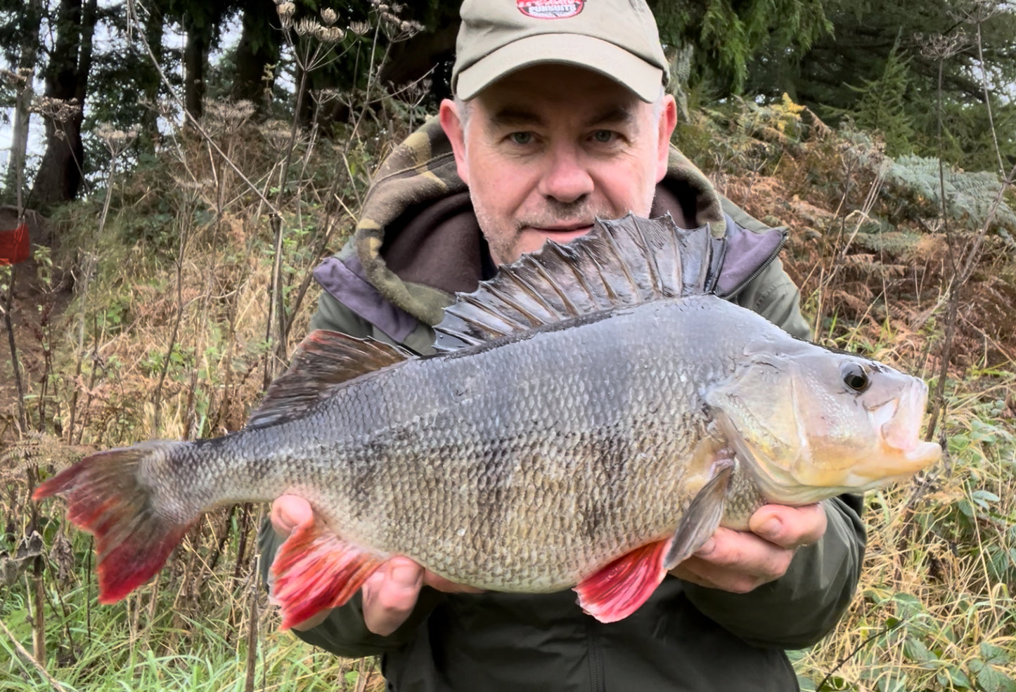 Perch live bait trace x 3